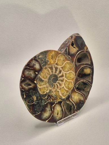 Ammonite| Giant cut and polished Ammonite| Giant cut and polished